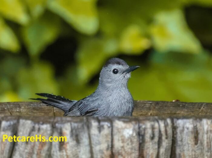 Bird Bath