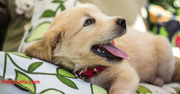 Bringing Home a Golden Retriever Puppy