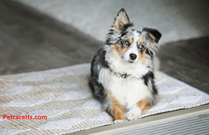 The Australian Shepherd Puppies, The Ultimate Guide,