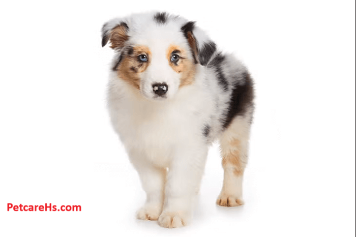 The Australian Shepherd Puppies, The Ultimate Guide,