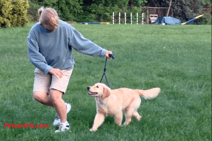 Training Your Golden Retriever Puppies