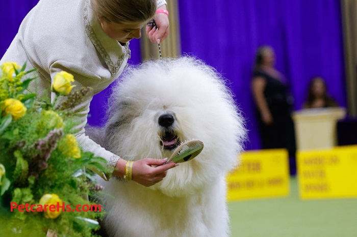 Westminster Dog Show 2024