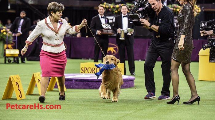 Westminster Dog Show 2024