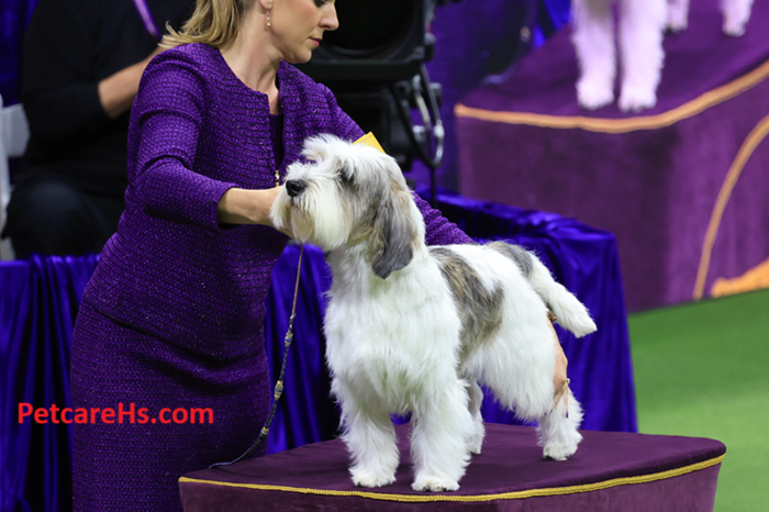 Westminster Dog Show 2024