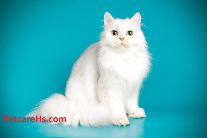 White Persian Cat is a Unique Choice