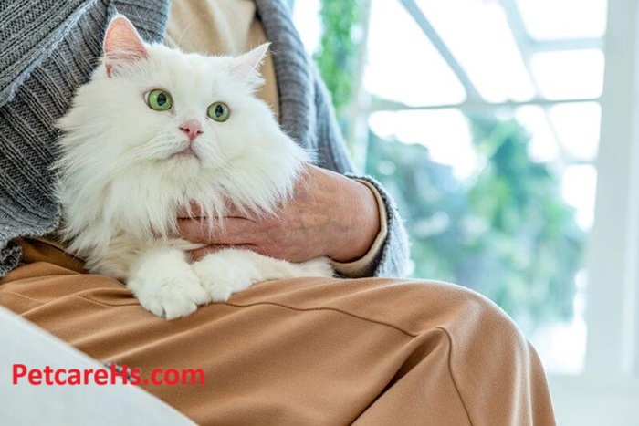 White Persian Cat is a Unique Choice