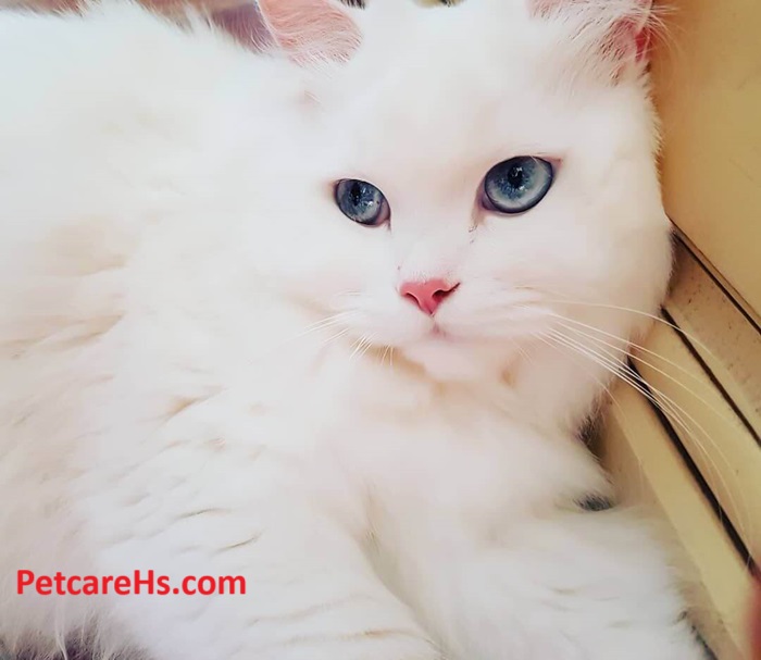 White Persian Cat is a Unique Choice