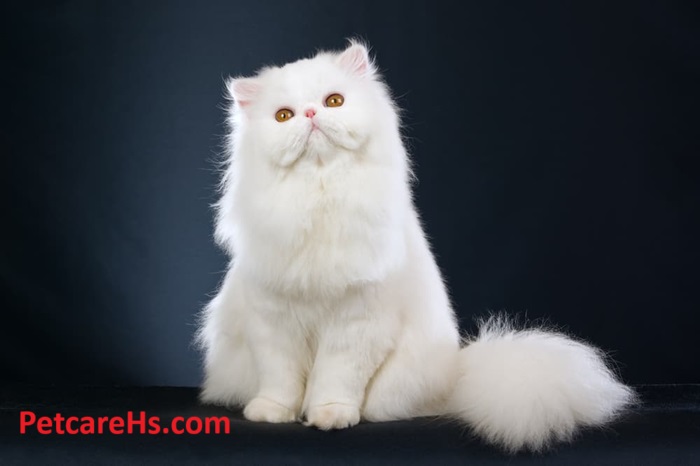 White Persian Cat is a Unique Choice