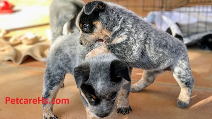 blue heeler puppies