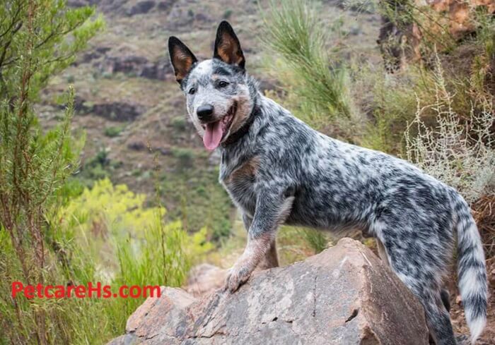 blue heeler puppies