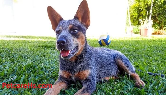 blue heeler puppies