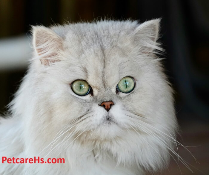 blue persian cat​