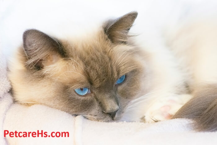 blue persian cat​