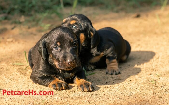 black lab puppies