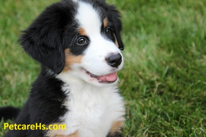 Bernese Mountain Dog Puppies