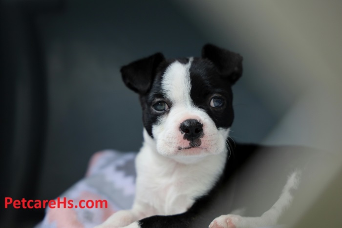 Boston Terrier Puppies