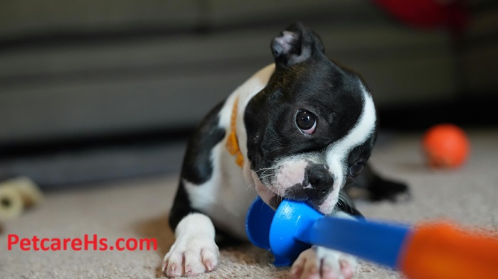 Boston Terrier Puppies