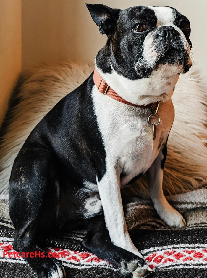 Boston Terrier Puppies