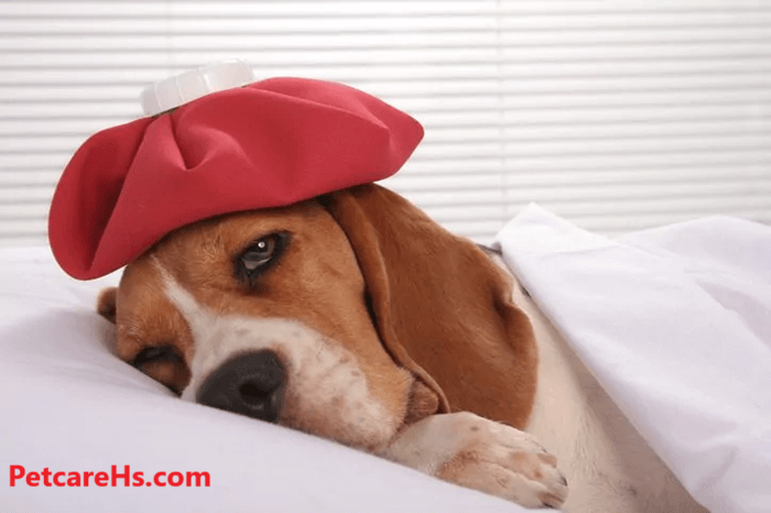 Dog Flu or Canine Influenza