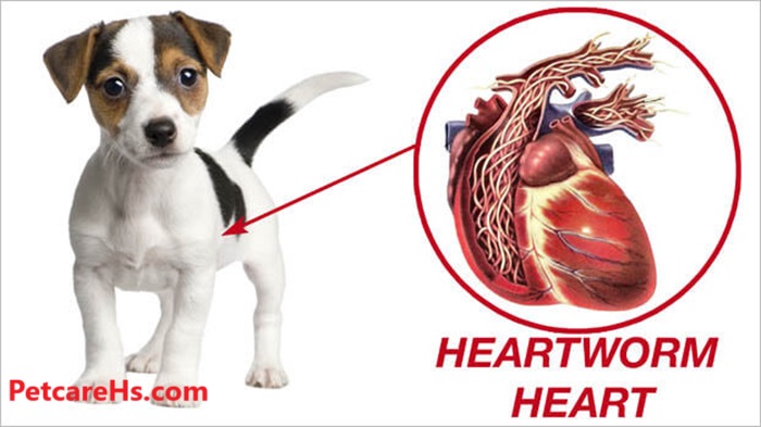 Heartworm Disease