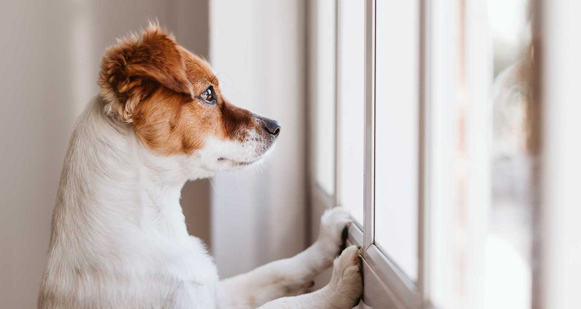 Helping Pets Feel Safe Alone