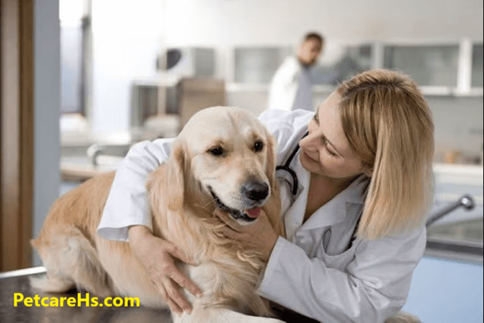 How To Care For A Sick Puppies?