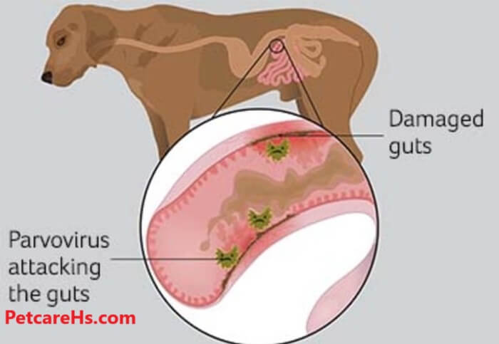 Parvovirus (Parvo)