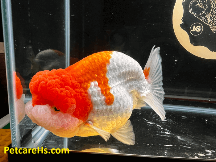 Ranchu Goldfish