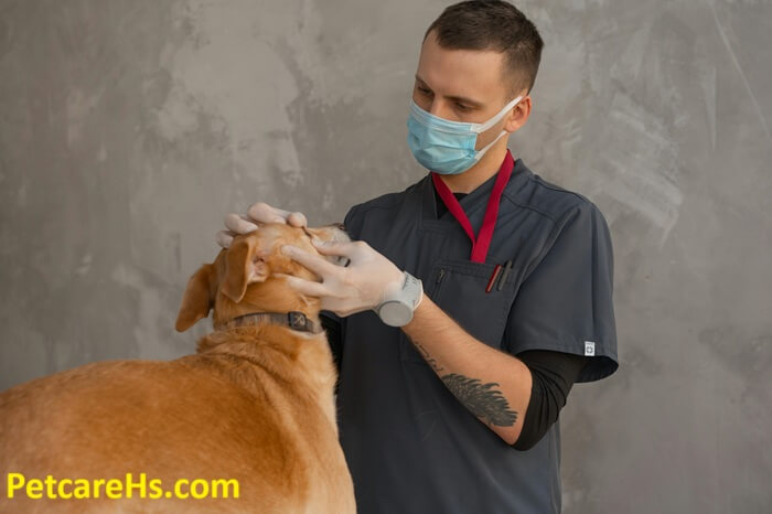 Regular Veterinary Check-Ups