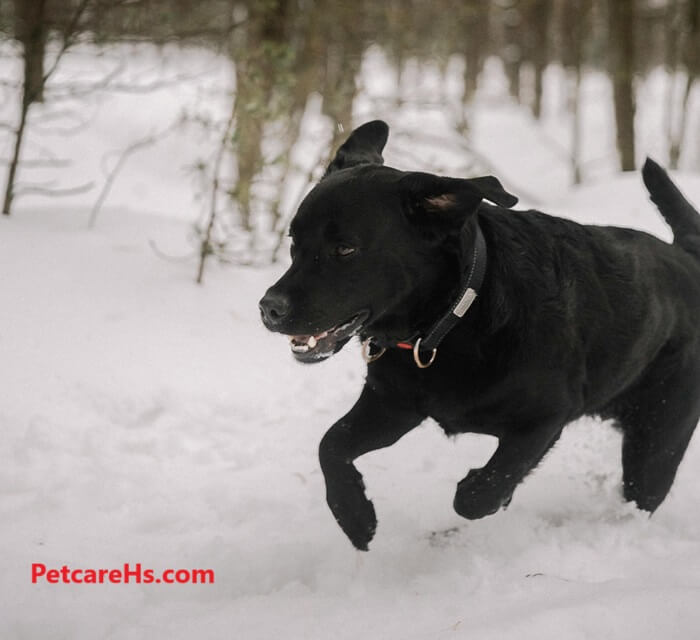 Safe and Fun Winter Activities for You and Your Pet