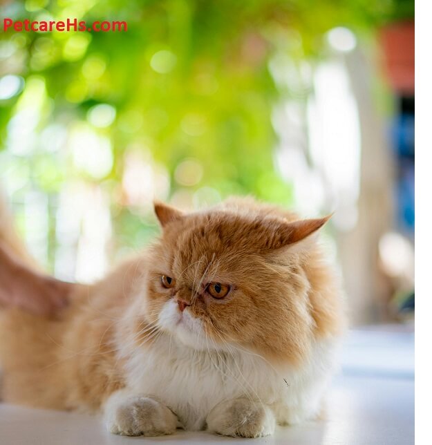 Orange Persian Cat