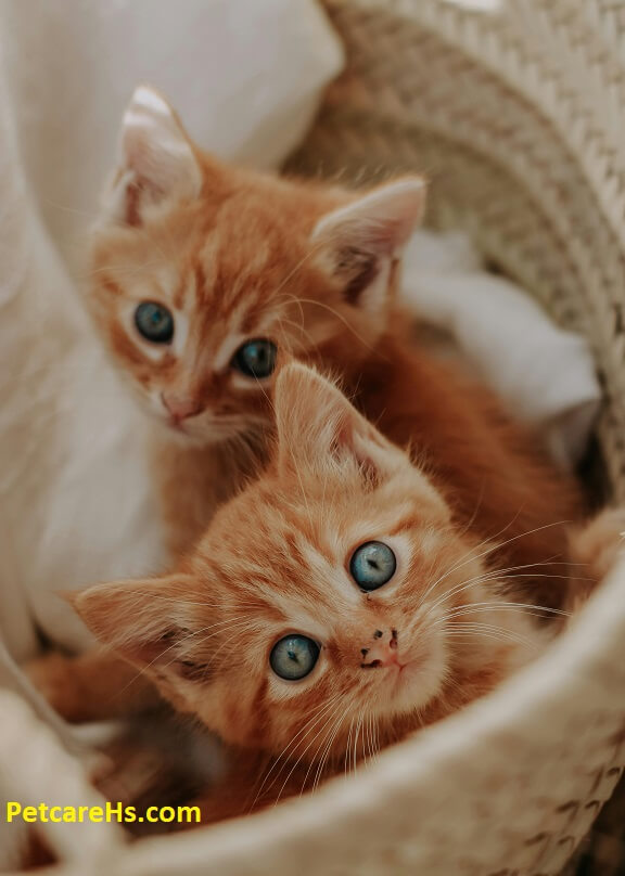 Orange Persian Cat