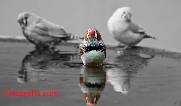 Bird Bath