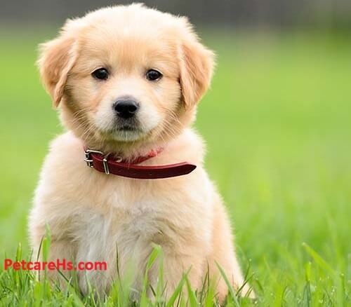 Golden Retriever Puppies