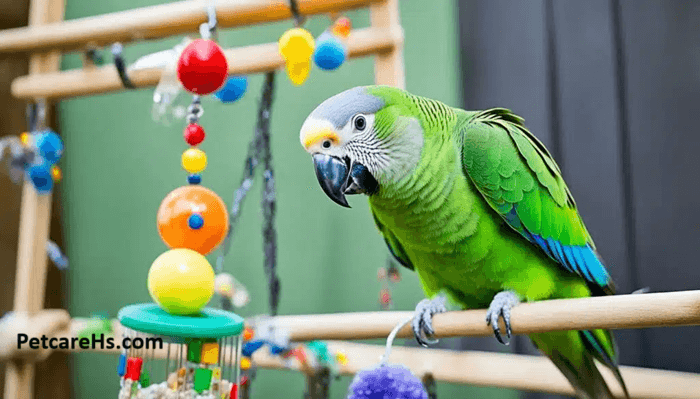 How to Care for  Parrots