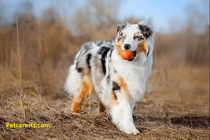 The Australian Shepherd Puppies, The Ultimate Guide,