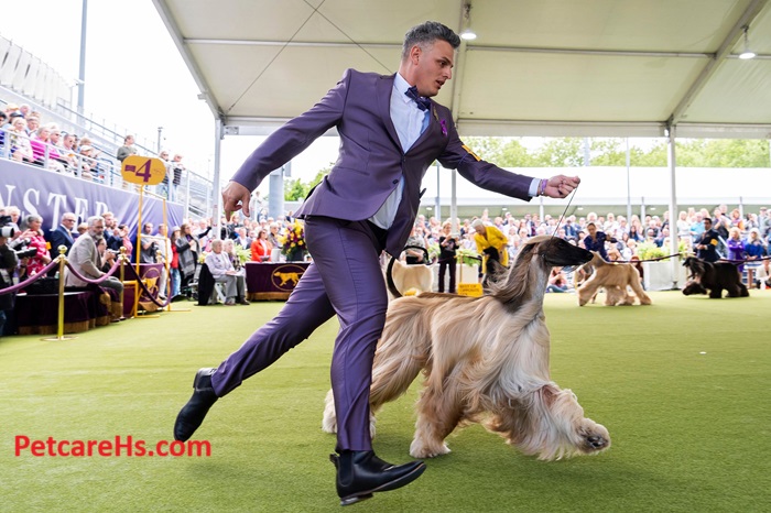 Westminster Dog Show 2024