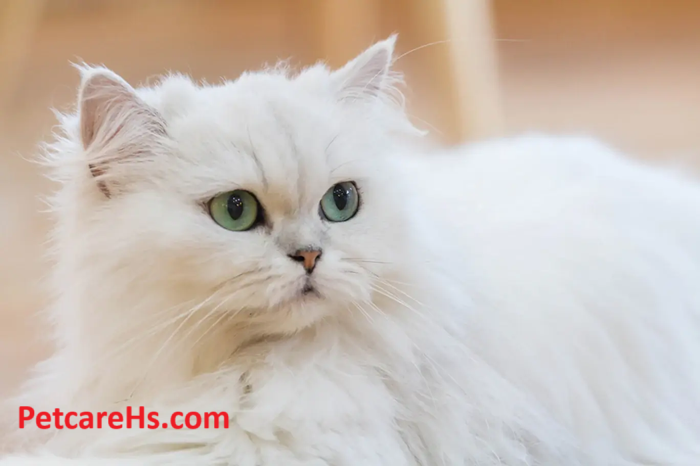 White Persian Cat is a Unique Choice