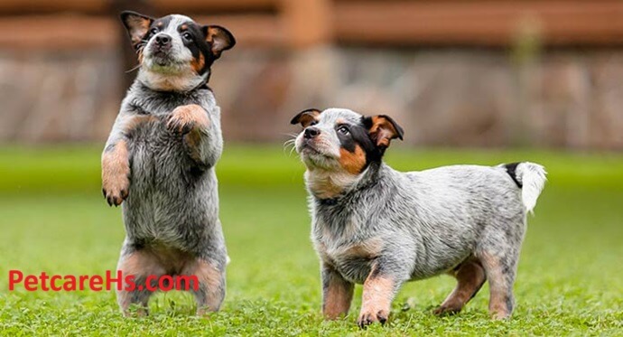 blue heeler puppies