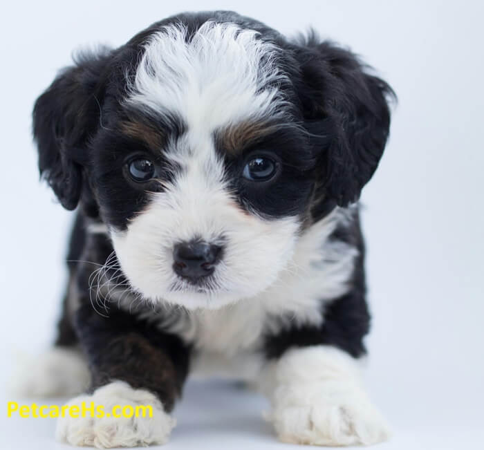 Bernese Mountain Dog Puppies