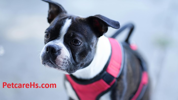 Boston Terrier Puppies