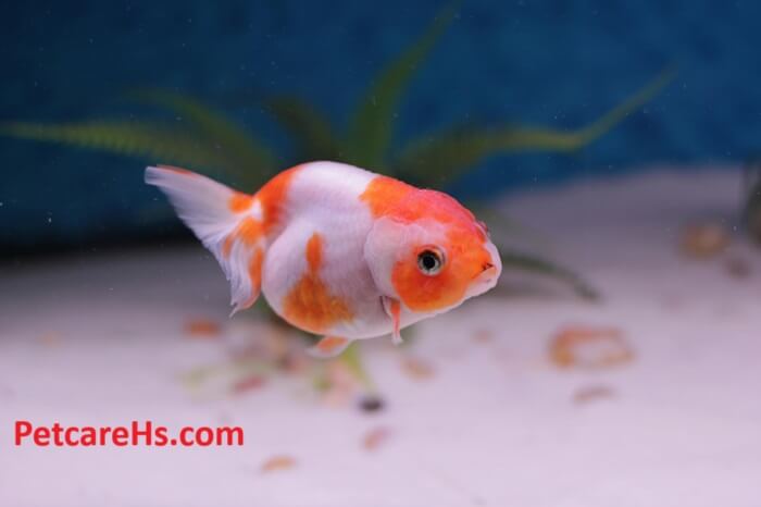 Ranchu Goldfish