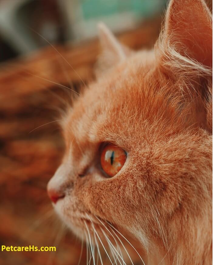 Orange Persian Cat